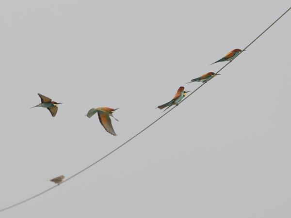 <h3><a href="/trips/extramadura/biota/animalia/chordata/aves/037 coraciiformes/006 meropidae/merops apiaster/merops apiaster-nl.html">Merops&nbsp;apiaster</a> / European&nbsp;bee‑eater / Bijeneter</h3>OM-1 Mark II met OLYMPUS M.150-400mm F4.5, 1/2000 sec  bij F4.5, ISO 500, afstand 72.7&nbsp;m